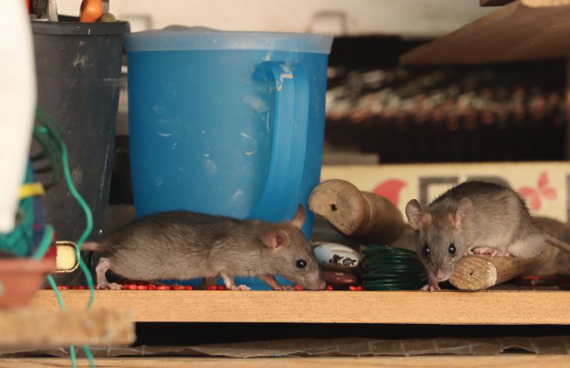 Top Rated Products for Mice Removal