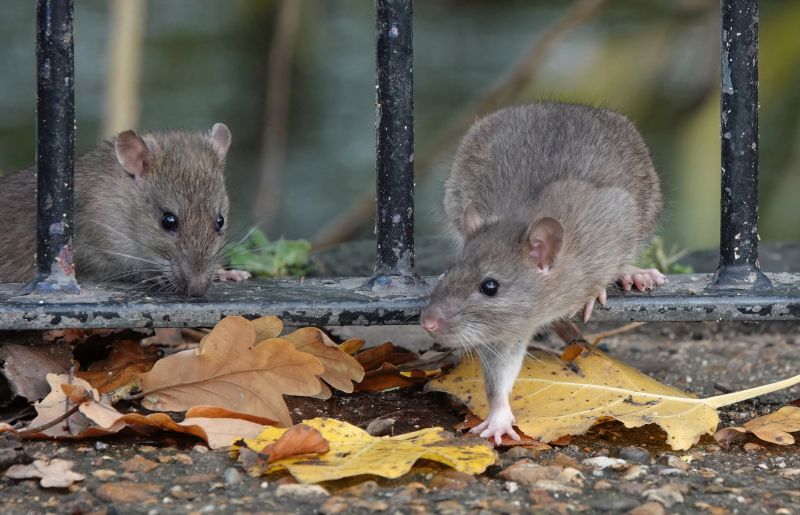 Rat Fumigation Service in Wilmington, NC