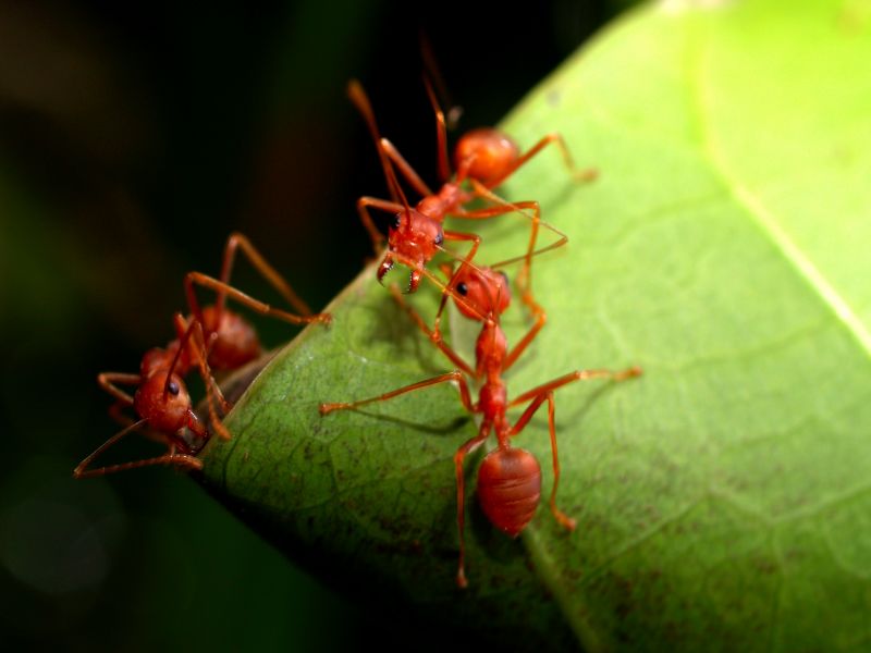 Ants Extermination Service in Rockwall, TX