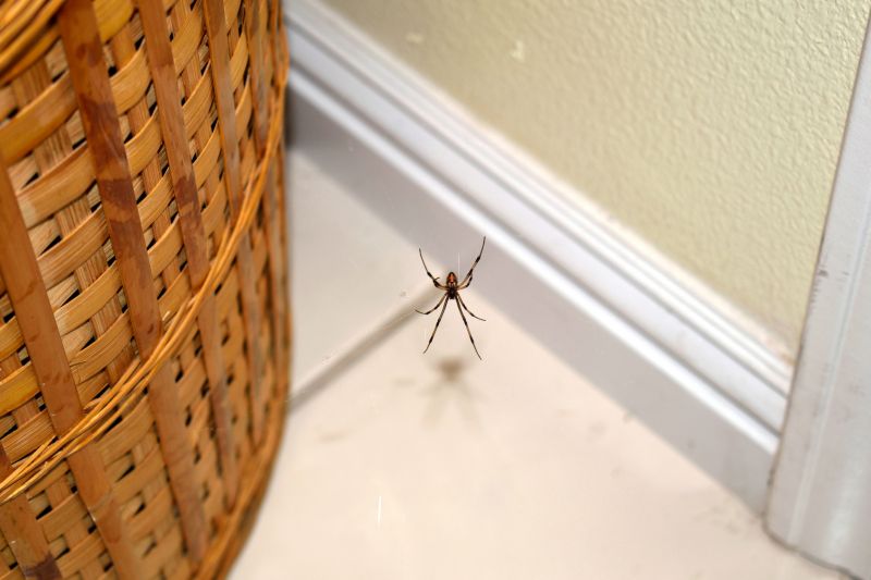 Common Spiders Extermination in New Braunfels, TX