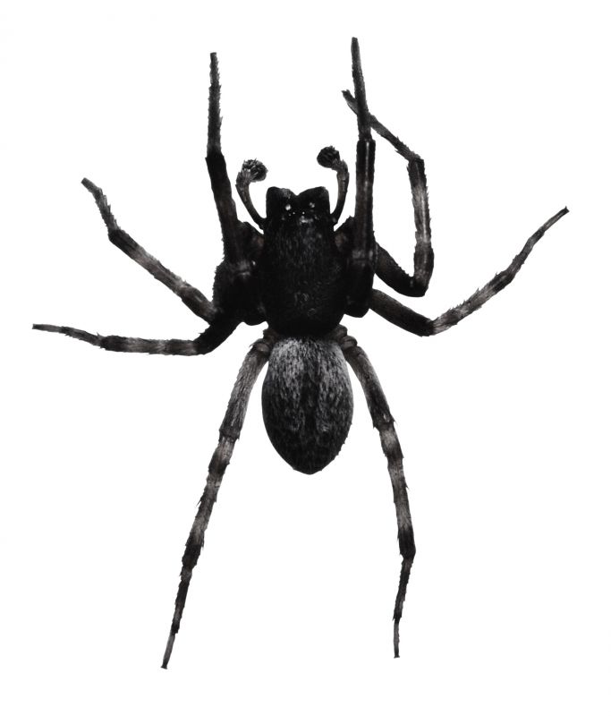 Common Spiders Extermination in Katy, TX
