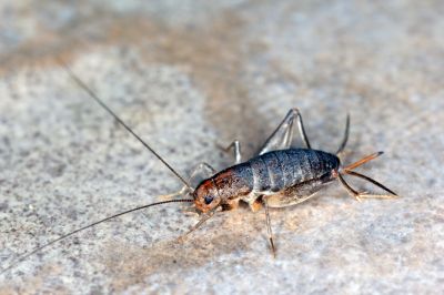 Cricket Control Service in Denton, TX