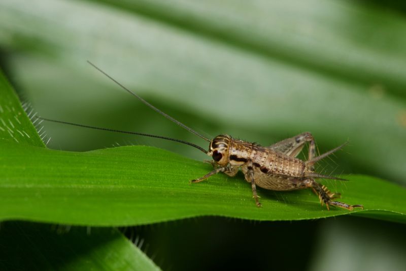 Cricket Prevention in Denton, TX