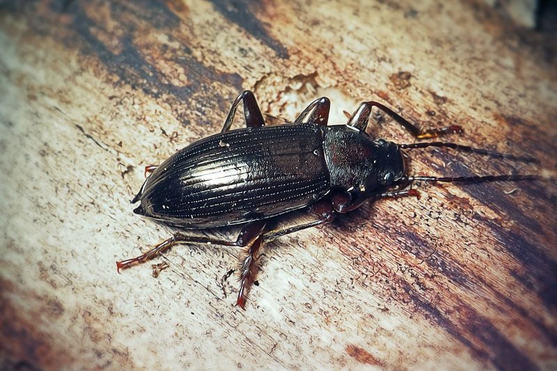 Earwig Extermination in Katy, TX