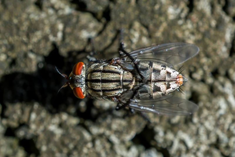 Fly Extermination in Fort Worth, TX