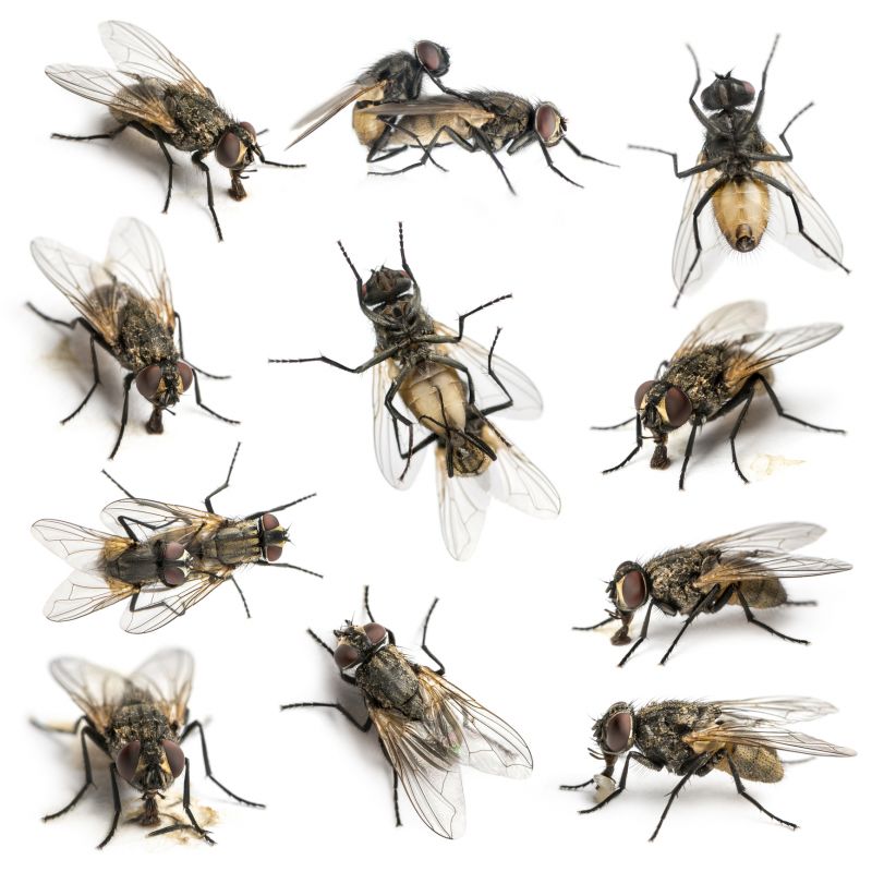 Fly Extermination in Rockwall, TX