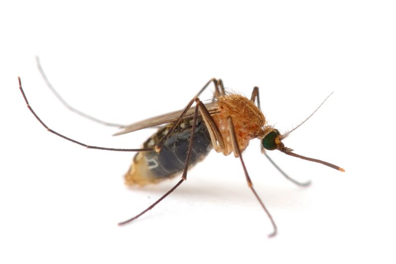 Fly Pest Control in New Braunfels, TX
