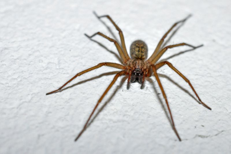 Huntsman Spider Extermination in Frisco, TX