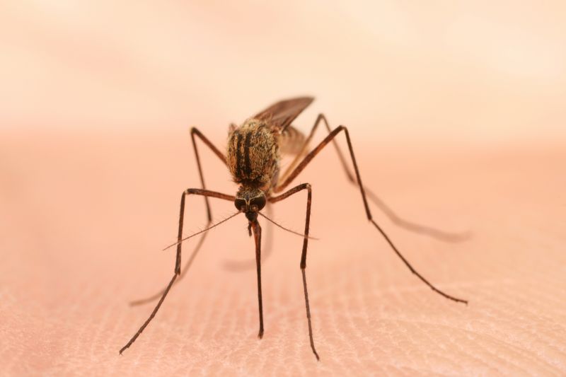 Mosquito Control Service in New Braunfels, TX