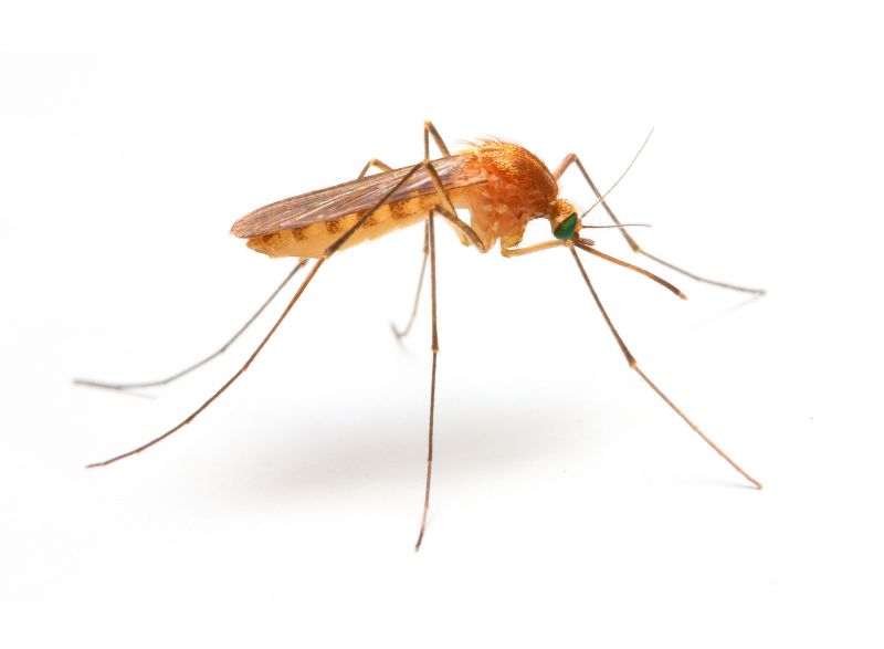 Mosquitoes Pest Control in Frisco, TX