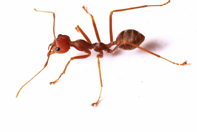Red Ant Extermination in Frisco, TX
