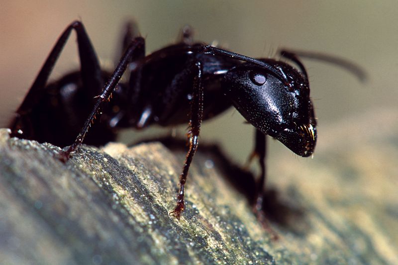 Red Ant Extermination in Denton, TX