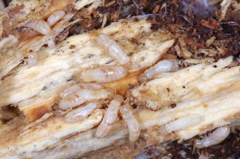 Termite Fumigation in Frisco, TX