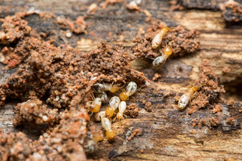 Termite Infestation Service in Frisco, TX