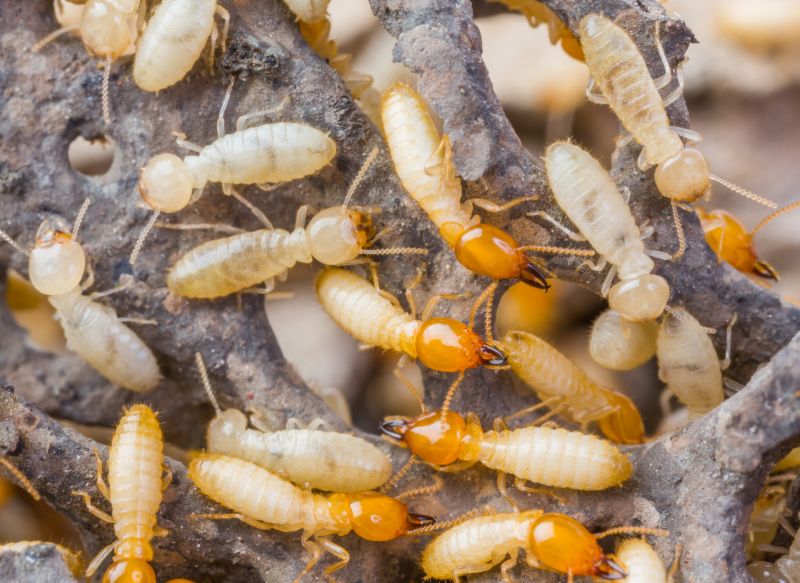 Termite Inspection Service in Katy, TX