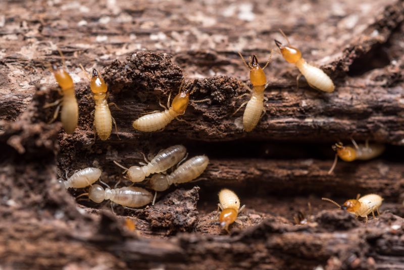 Termite Treatment Service in Frisco, TX