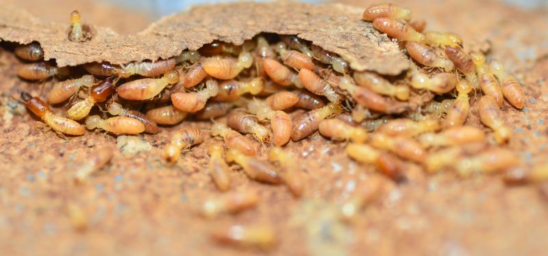 Termites Extermination in Frisco, TX