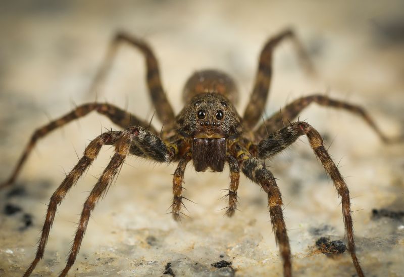 Wolf Spider Removal in Frisco, TX
